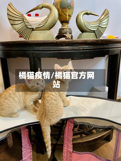 橘猫疫情/橘猫官方网站
