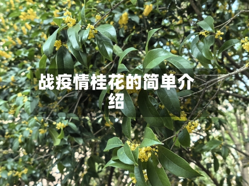 战疫情桂花的简单介绍