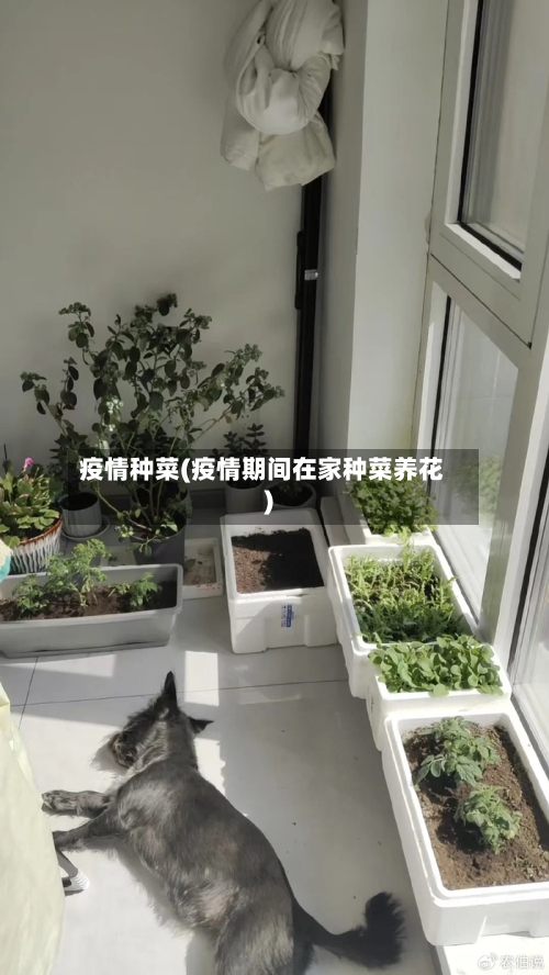 疫情种菜(疫情期间在家种菜养花)