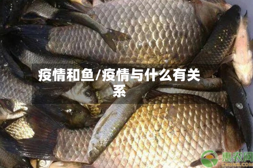 疫情和鱼/疫情与什么有关系-第3张图片