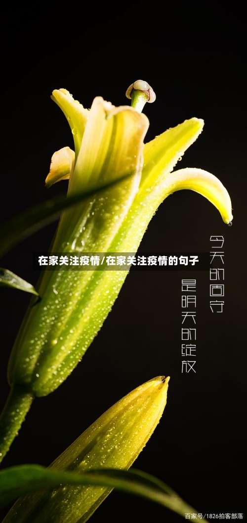 在家关注疫情/在家关注疫情的句子