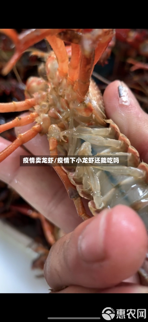 疫情卖龙虾/疫情下小龙虾还能吃吗
